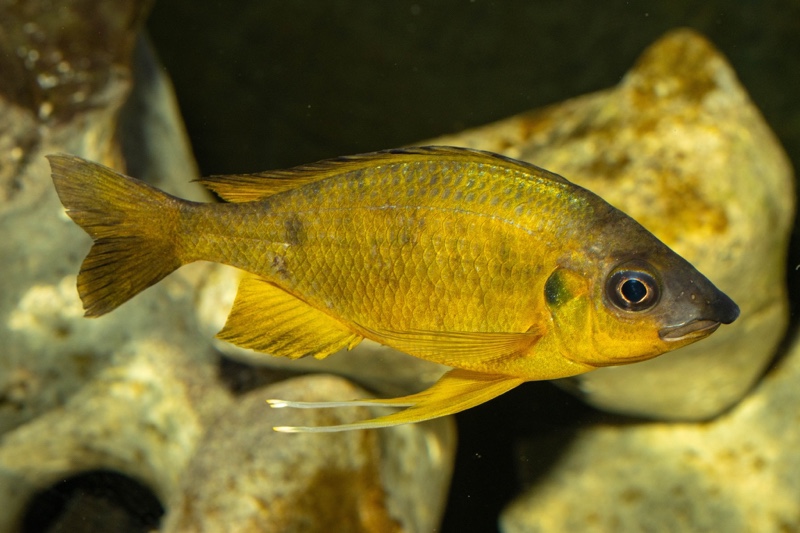 Ophthalmotilapia nasuta 'Kipili'